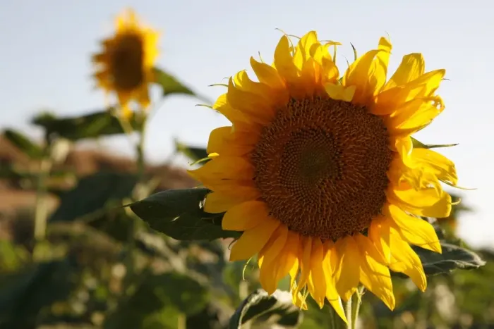 Framed Print : Sunflower (Helianthus annuus), Cabo de Gata, Andalusia, southern Spain, Europe Framed Print : Sunflower (Helianthus annuus), Cabo de Gata, Andalusia, southern Spain, Europe