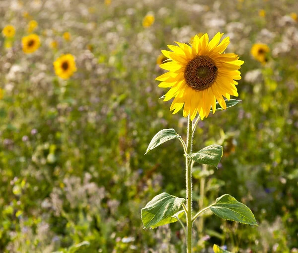 Sunflower -Helianthus annuus- on the edge of a field