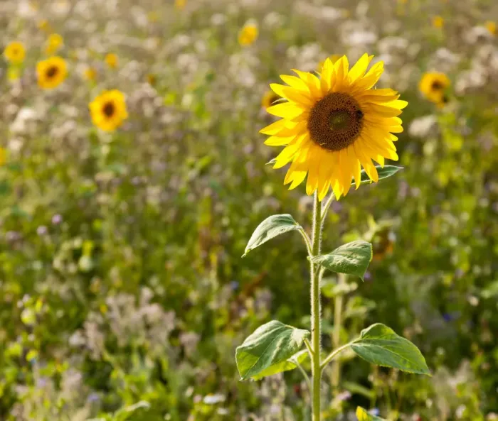 Framed Print : Sunflower -Helianthus annuus- on the edge of a field Framed Print : Sunflower -Helianthus annuus- on the edge of a field
