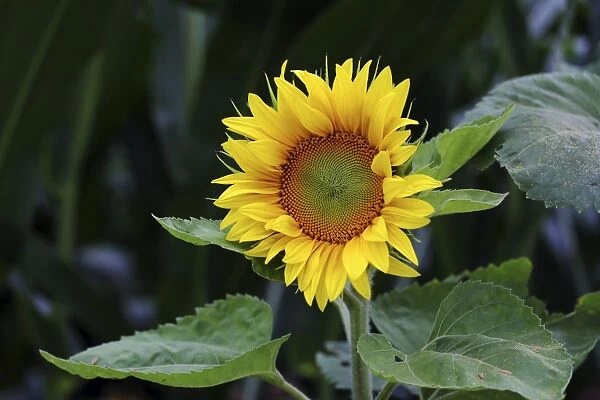 Sunflower -Helianthus annuus-, flower
