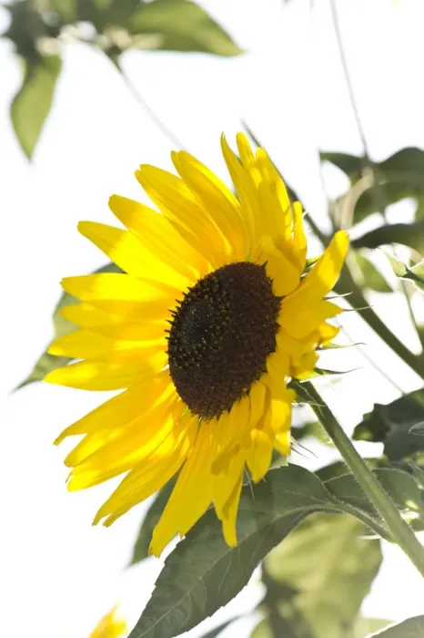 Framed Print : Sunflower -Helianthus annuus-, Stuttgart, Baden-Wuerttemberg, Germany, Europe Framed Print : Sunflower -Helianthus annuus-, Stuttgart, Baden-Wuerttemberg, Germany, Europe