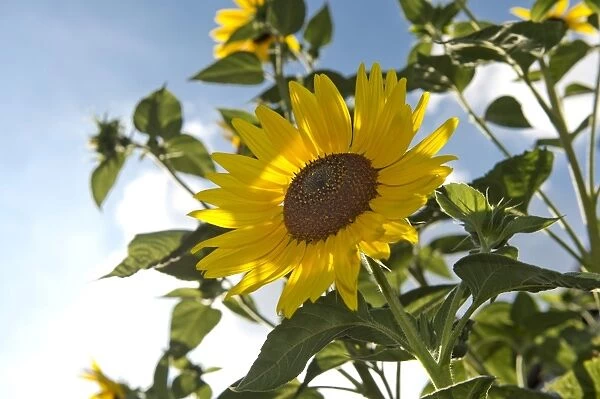 Sunflower -Helianthus annuus-, Stuttgart, Baden-Wuerttemberg, Germany, Europe
