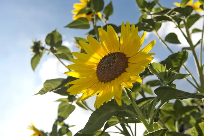 Framed Print : Sunflower -Helianthus annuus-, Stuttgart, Baden-Wuerttemberg, Germany, Europe Framed Print : Sunflower -Helianthus annuus-, Stuttgart, Baden-Wuerttemberg, Germany, Europe