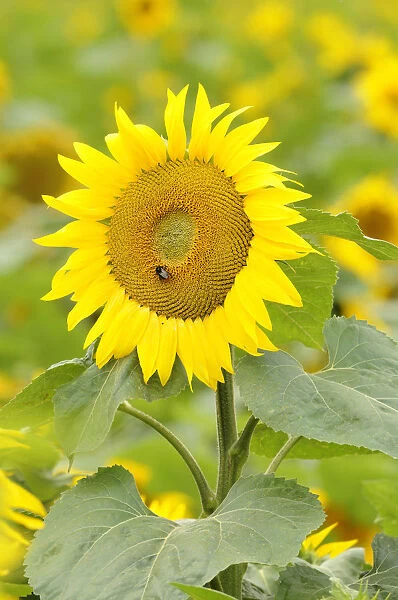 Sunflower -Helianthus annuus- in a sunflower field near Leipzig, Saxony, Germany, Europe