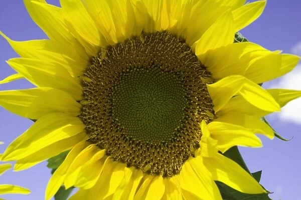Sunflower (Helianthus sp. ), close-up