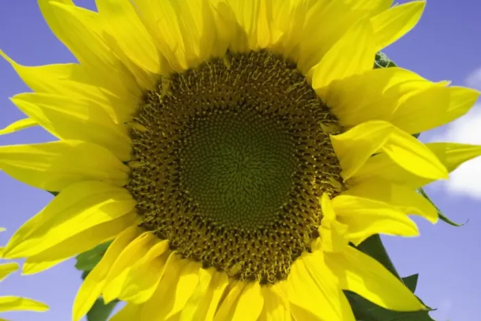 Framed Print : Sunflower (Helianthus sp. ), close-up Framed Print : Sunflower (Helianthus sp. ), close-up