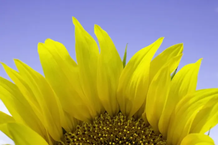 Framed Print : Sunflower (Helianthus sp. ), close-up Framed Print : Sunflower (Helianthus sp. ), close-up