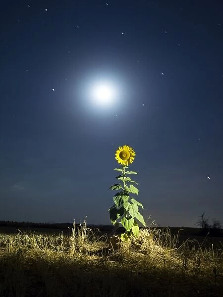 Sunflower lit by the light of the full moon