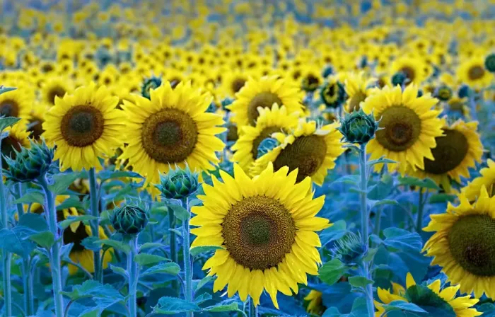 Framed Print : Sunflowers Framed Print : Sunflowers
