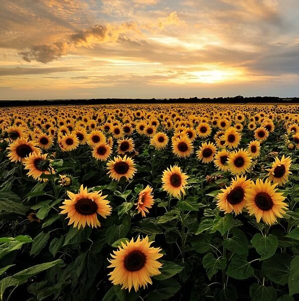 Sunflowers. Sunset over sunflower field
