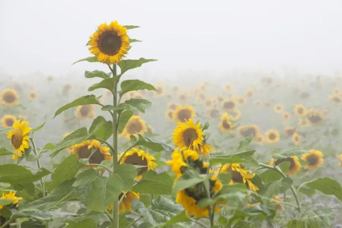 Framed Print : Sunflowers in autumn mist on a field near Radolfzell, Baden-Wuerttemberg, Germany, Europe Framed Print : Sunflowers in autumn mist on a field near Radolfzell, Baden-Wuerttemberg, Germany, Europe