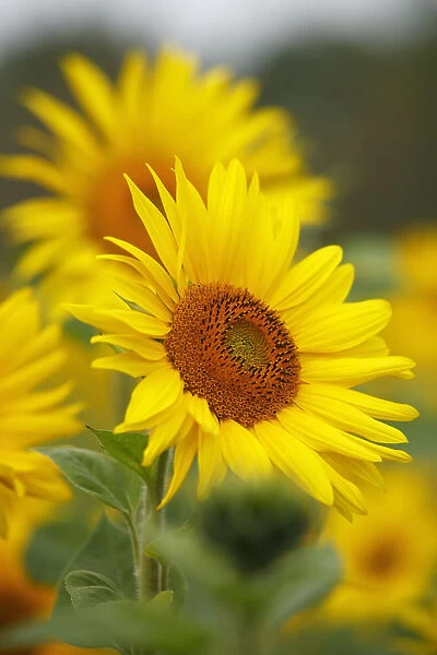 Sunflowers -Helianthus annuus-