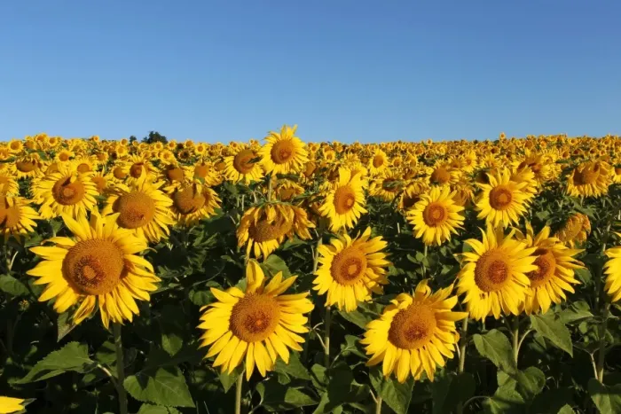 Framed Print : Sunflowers -Helianthus annuus-, sunflower field, Lower Austria, Austria Framed Print : Sunflowers -Helianthus annuus-, sunflower field, Lower Austria, Austria