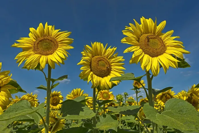 Framed Print : Sunflowers -Helianthus annuus- Framed Print : Sunflowers -Helianthus annuus-