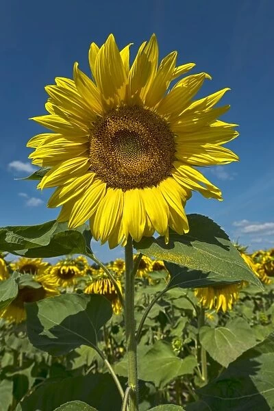 Sunflowers -Helianthus annuus-