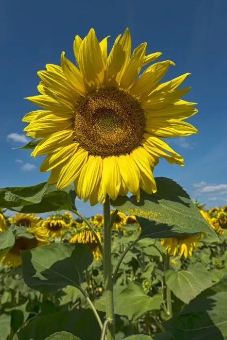 Framed Print : Sunflowers -Helianthus annuus-