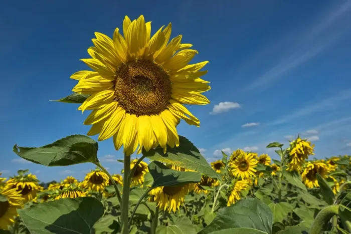 Framed Print : Sunflowers -Helianthus annuus- Framed Print : Sunflowers -Helianthus annuus-