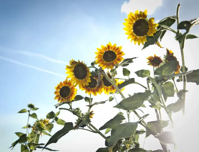 Framed Print : Sunflowers -Helianthus annuus-, backlit, Stuttgart, Baden-Wuerttemberg, Germany, Europe Framed Print : Sunflowers -Helianthus annuus-, backlit, Stuttgart, Baden-Wuerttemberg, Germany, Europe
