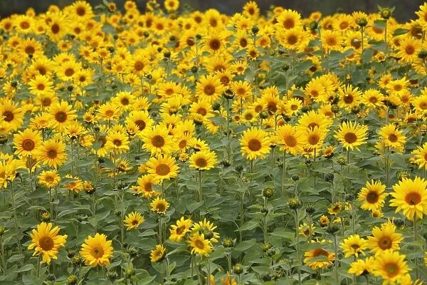 Sunflowers -Helianthus annuus-, sunflower field