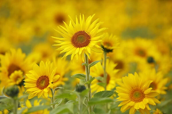 Sunflowers -Helianthus annuus-, sunflower field