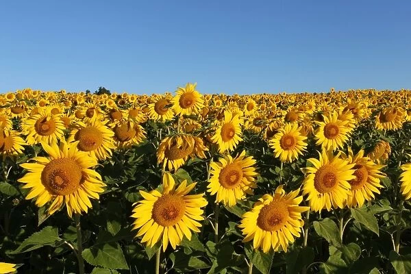 Sunflowers -Helianthus annuus-, sunflower field, Lower Austria, Austria