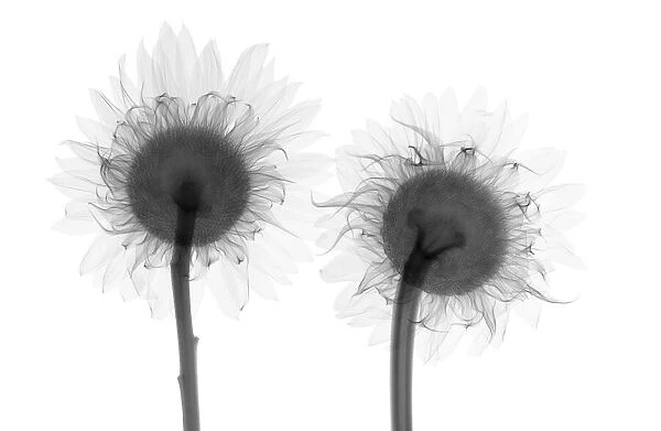 Two sunflowers (Helianthus sp. ), X-ray