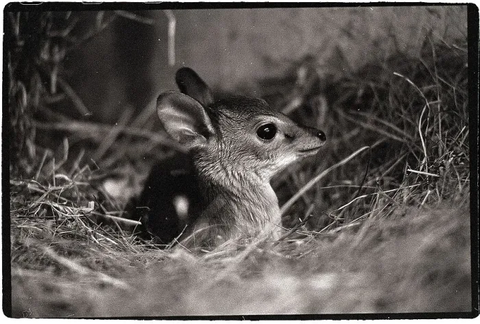 Framed Print : Suni Baby Antelope Framed Print : Suni Baby Antelope