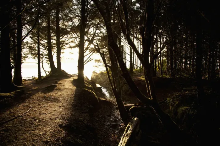 Framed Print : Sunlight Filters Through The Trees Along A Path Leading To Chestermans Beach And Franks Island Near Tofino Framed Print : Sunlight Filters Through The Trees Along A Path Leading To Chestermans Beach And Franks Island Near Tofino