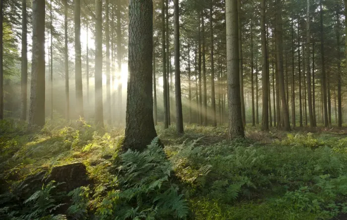 Framed Print : Sunlight in a forest, trees, Neuenwalde, Lower Saxony, Germany, Europe Framed Print : Sunlight in a forest, trees, Neuenwalde, Lower Saxony, Germany, Europe