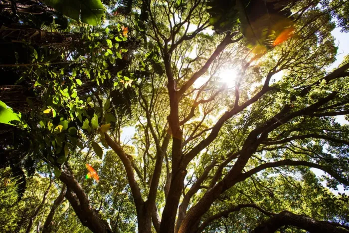 Framed Print : Sunlight shines through the forest canopy Framed Print : Sunlight shines through the forest canopy