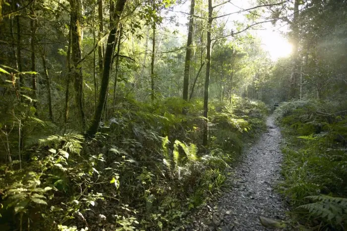 Framed Print : Sunlight Shining Through a Knysna Forest