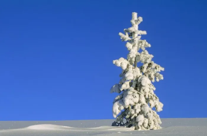 Framed Print : Sunlight on a Tall, Snow Covered Pine Tree Framed Print : Sunlight on a Tall, Snow Covered Pine Tree
