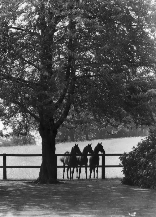 Framed Print : Sunningdale Park Horses Framed Print : Sunningdale Park Horses