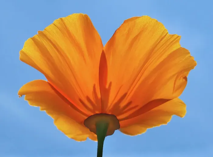 Framed Print : sunny poppy from below