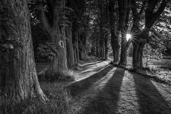 Sunrays among trees in a tree alley, Denmark