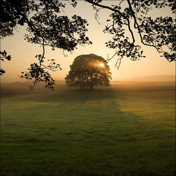 Sunrise through tree