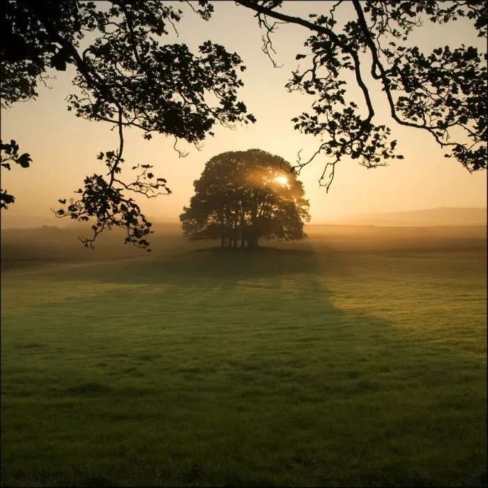 Framed Print : Sunrise through tree Framed Print : Sunrise through tree
