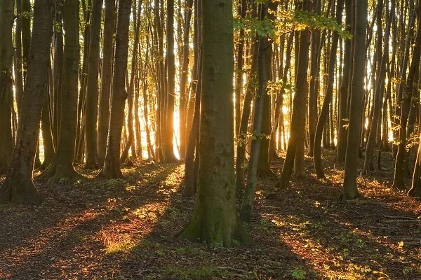 Sunrise in the beech forest in Jasmund National Park, UNESCO World Natural Heritage Site, Rugen, Mecklenburg-Western Pomerania, Germany