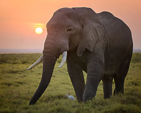 Sunrise and Elephant Grazing at Amboseli, Kenya