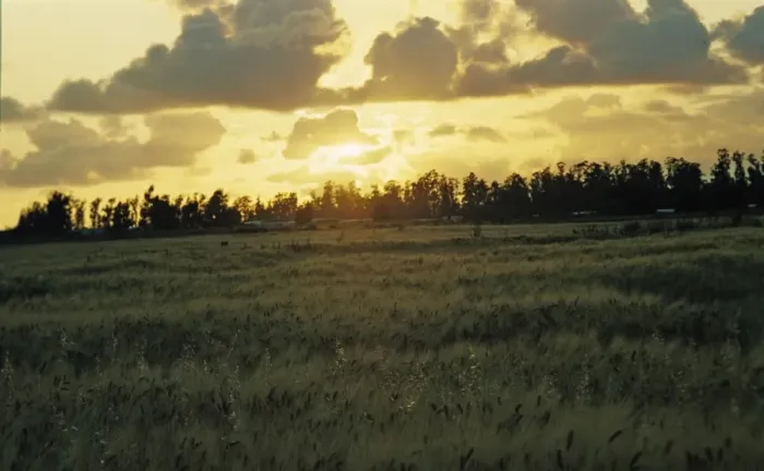 Framed Print : Sunrise In Field