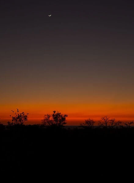 Sunrise at Idube Game Reserve with a thin moon, Idube Game Reserve, South Africa
