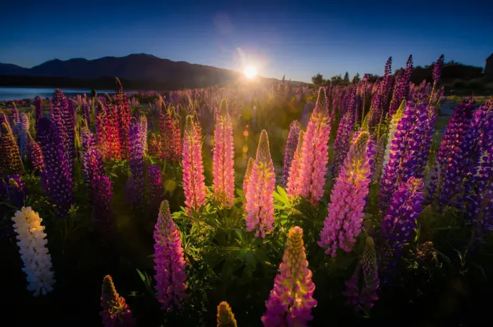 Framed Print : Sunrise over Lupines field Framed Print : Sunrise over Lupines field