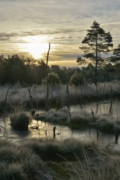 Framed Print : Sunrise in a marsh, Tiste Bauernmoor, Landkreis Rotenburg, Lower Saxony, Germany Framed Print : Sunrise in a marsh, Tiste Bauernmoor, Landkreis Rotenburg, Lower Saxony, Germany