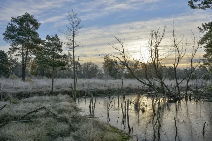 Framed Print : Sunrise in a marsh, Tiste Bauernmoor, Landkreis Rotenburg, Lower Saxony, Germany Framed Print : Sunrise in a marsh, Tiste Bauernmoor, Landkreis Rotenburg, Lower Saxony, Germany