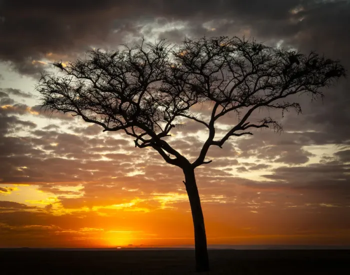 Framed Print : Sunrise, Masai Mara National Reserve, Kenya Framed Print : Sunrise, Masai Mara National Reserve, Kenya