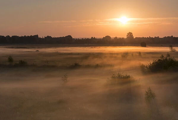 Sunrise in Recker Moor with ground fog, Recke, North Rhine-Westphalia, Germany