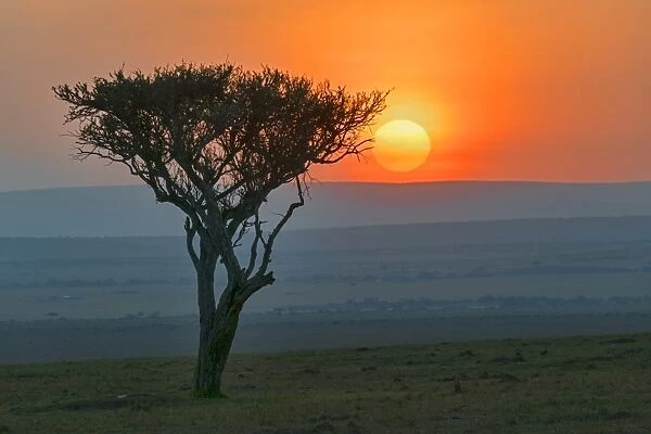 Sunrise behind the silhouette of a tree, Msai Mara National Reserve, Kenya