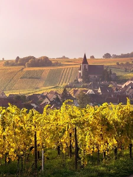 Sunrise over the vineyards in autumn, Alsace, France