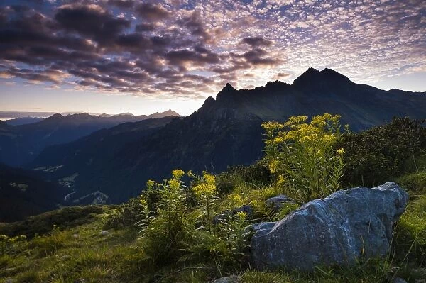 Sunrise, Wood Ragwort -Senecio ovatus- at the front, Gargellen, Montafon, Vorarlberg, Austria