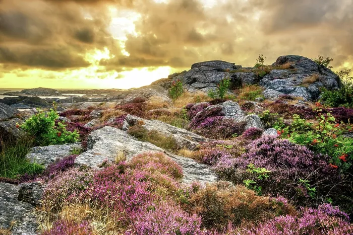 Framed Print : A sunset in the coastal town of Ronnang, Sweden with some beautiful flora in the foreground Framed Print : A sunset in the coastal town of Ronnang, Sweden with some beautiful flora in the foreground